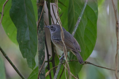 Dysithamnus mentalis