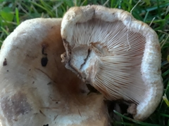 Lactarius