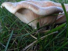 Lactarius