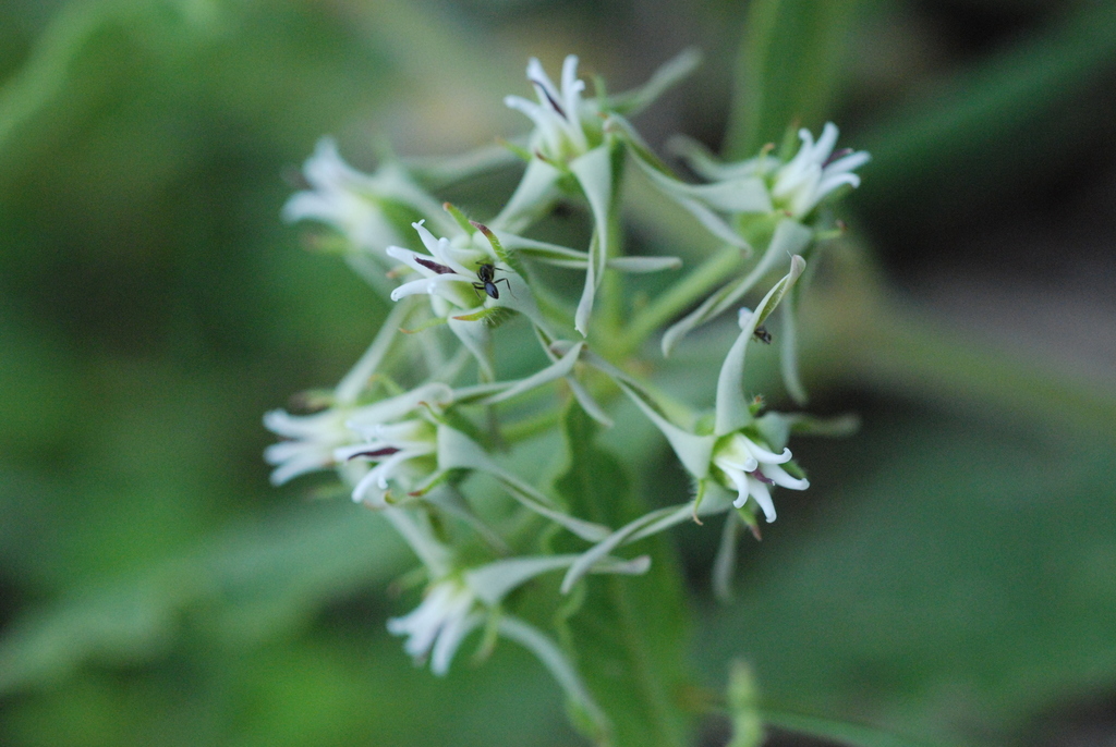 Oxypetalum brachystemma