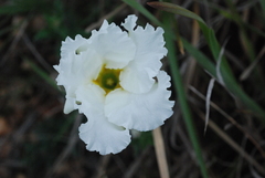 Mandevilla petraea