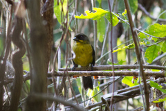 Atlapetes fuscoolivaceus