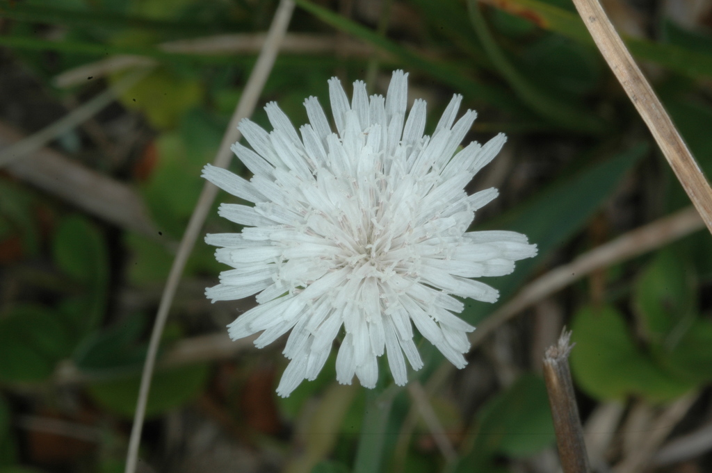 Picrosia