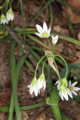 Allium pendulinum