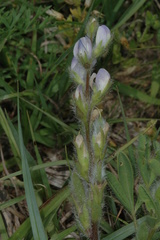 Lupinus bracteolaris