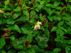 Goodyera henryi