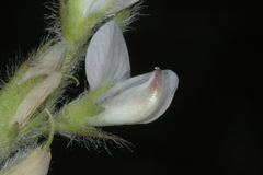 Lupinus bracteolaris