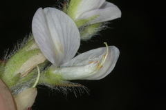 Lupinus bracteolaris