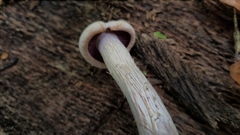Laccaria ochropurpurea image