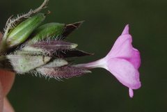 Stenandrium diphyllum