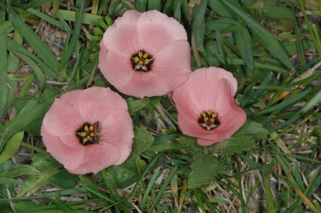 Flor de la pasión silvestre