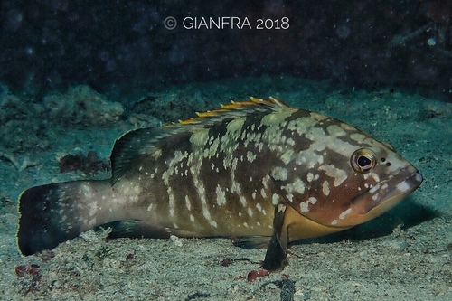 Dusky Grouper