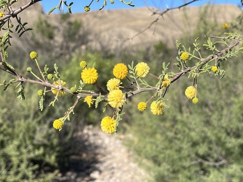 whitethorn acacia