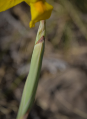 Moraea spathulata