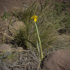 Moraea spathulata
