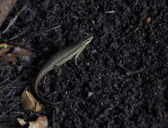 Eutropis rudis
