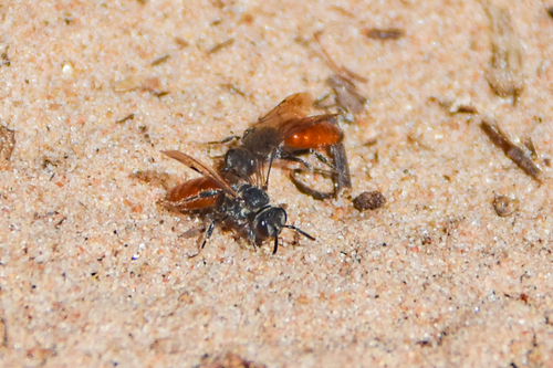 Blood Bees photographed in Oklahoma