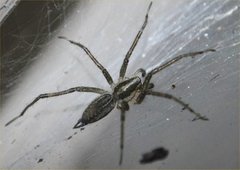 Arachnida