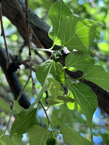 netleaf hackberry