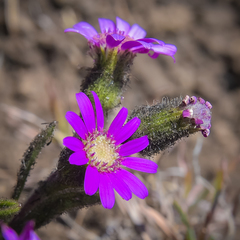 Senecio macrocephalus