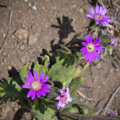 Senecio macrocephalus