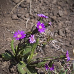 Senecio macrocephalus