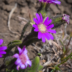 Senecio macrocephalus