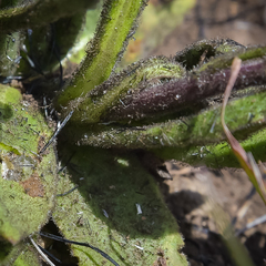 Senecio macrocephalus
