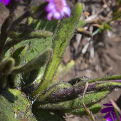 Senecio macrocephalus