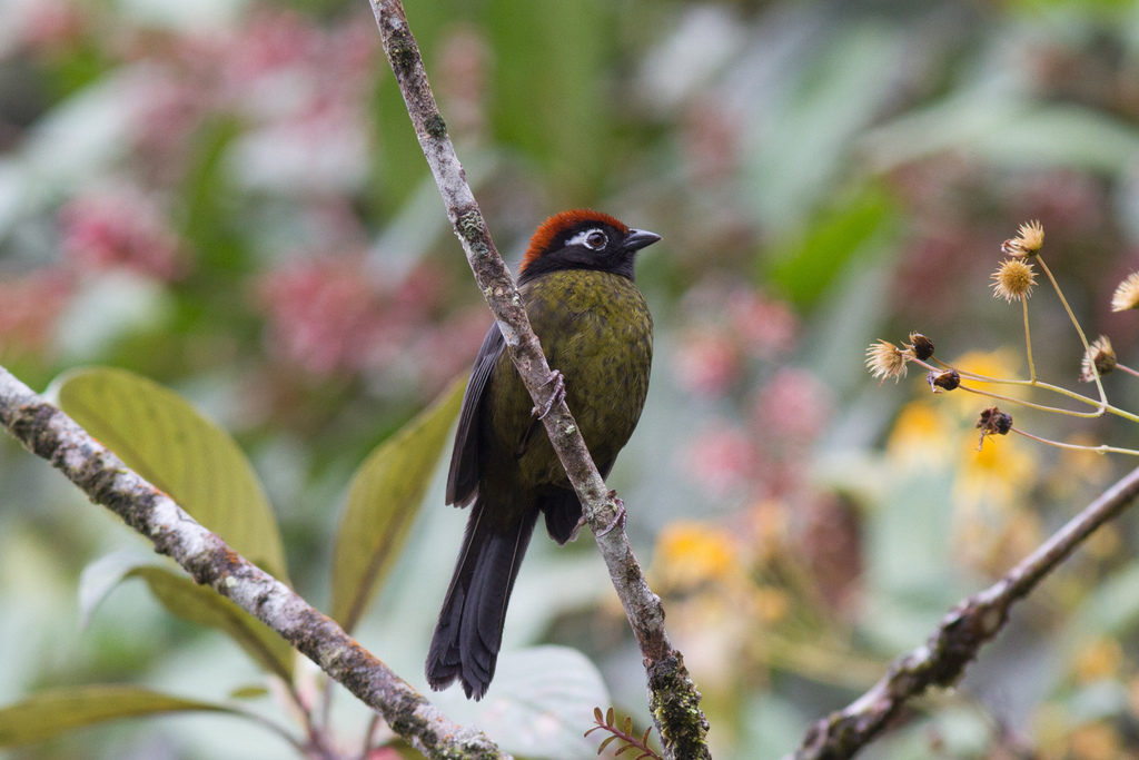 White-rimmed Brushfinch photo