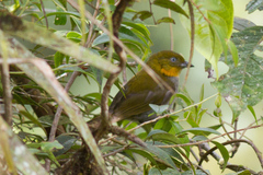 Chlorospingus flavigularis