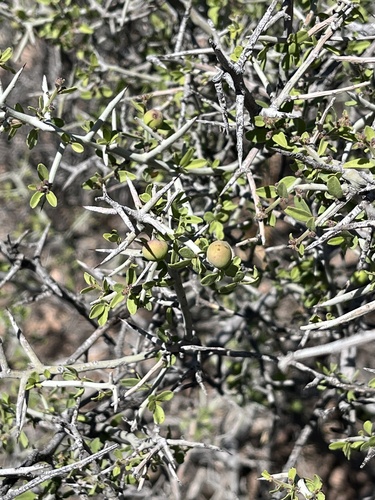 lotebush