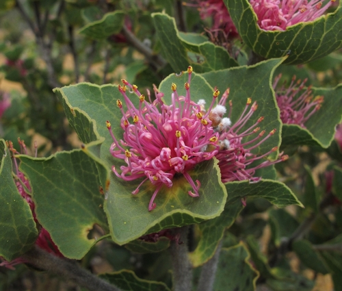 Hakea cucullata R.Br.