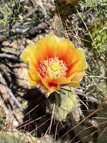 Tulip Pricklypear