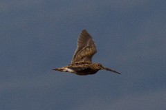 Gallinago nobilis