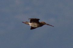 Gallinago nobilis