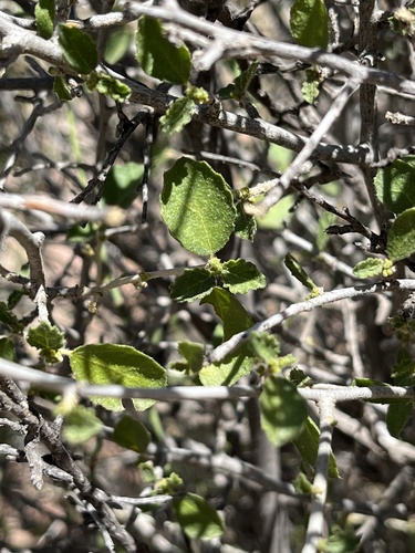 desert myrtlecroton