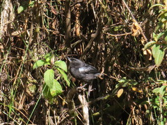 Diglossa lafresnayii