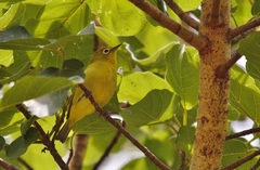 Zosterops anderssoni