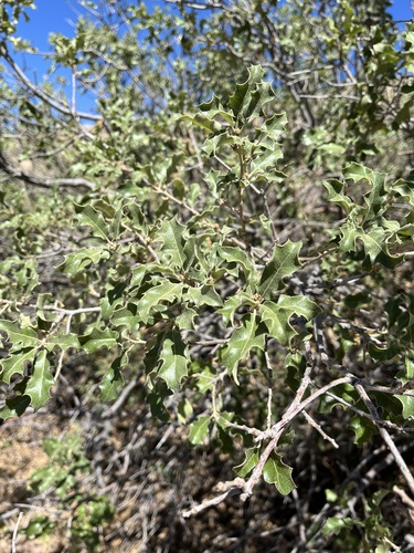 Pungent Oak