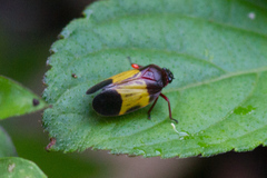 Sphenorhina brevispina