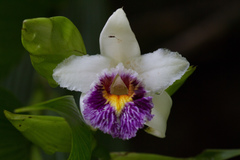 Sobralia luerorum
