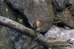 Tigrisoma fasciatum