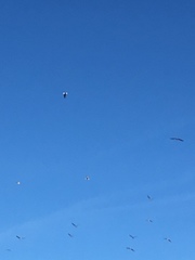 Leucophaeus pipixcan