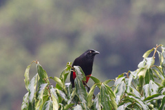 Hypopyrrhus pyrohypogaster