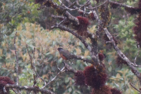 Cotinga de Remsen, Doliornis remseni