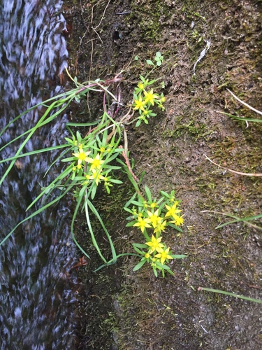 Sedum hakonense iNat (1)