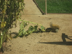 Sciurus niger