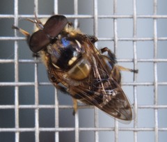 Copestylum tamaulipanum