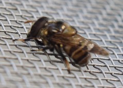 Copestylum tamaulipanum